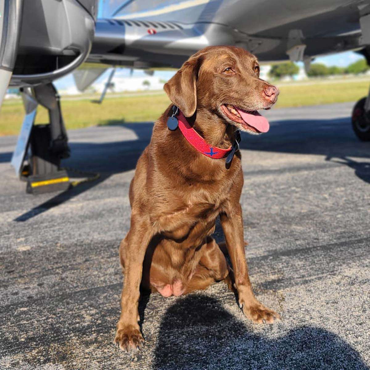 VALKI Leather Small Dog Collar image 1