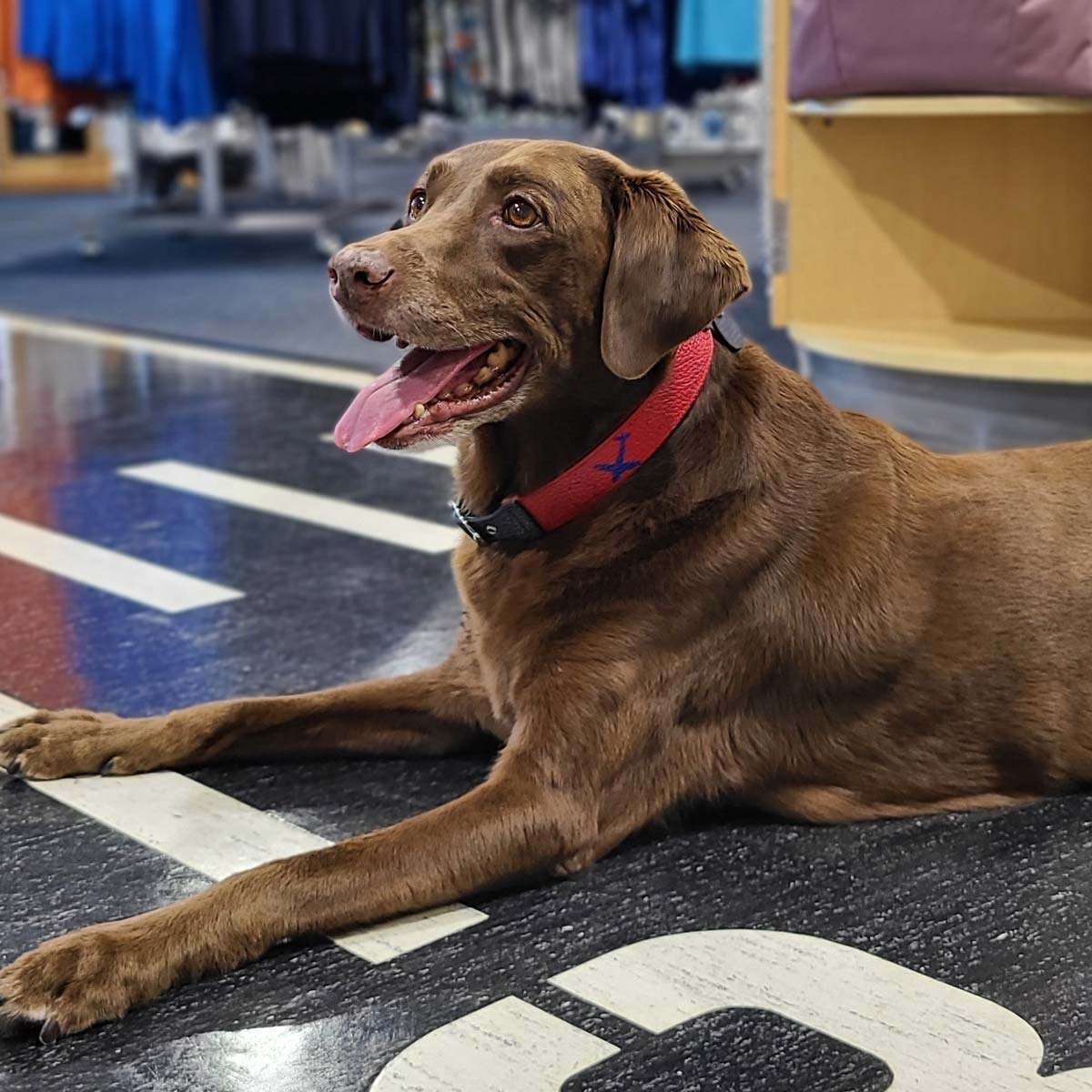 VALKI Leather Small Dog Collar image 2