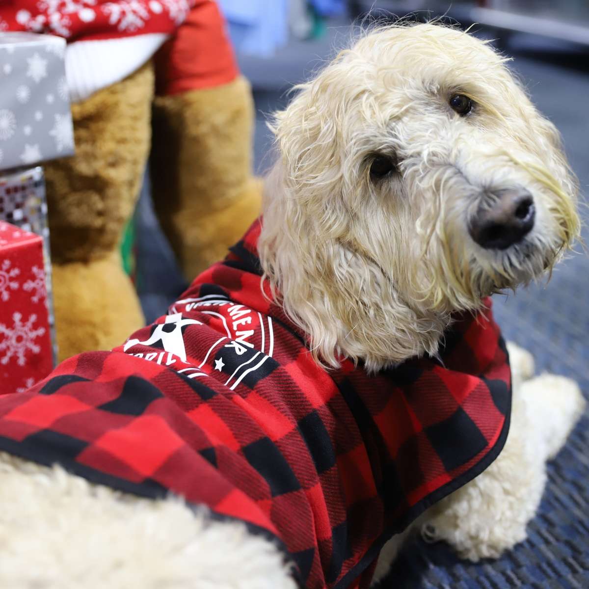 Red Buffalo Aviation Dog Coat image 2